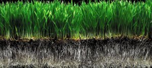 технология посадки газонной травы